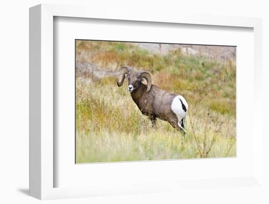 South Dakota, Badlands National Park, Full Curl Bighorn Sheep Grazing Along Roadway-Bernard Friel-Framed Photographic Print