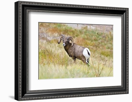 South Dakota, Badlands National Park, Full Curl Bighorn Sheep Grazing Along Roadway-Bernard Friel-Framed Photographic Print