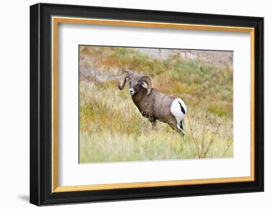 South Dakota, Badlands National Park, Full Curl Bighorn Sheep Grazing Along Roadway-Bernard Friel-Framed Photographic Print