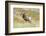 South Dakota, Badlands National Park, Full Curl Bighorn Sheep Grazing Along Roadway-Bernard Friel-Framed Photographic Print