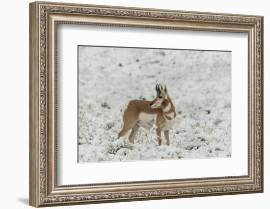 South Dakota, Custer SP. Pronghorn Antelope in Snow-Covered Field-Cathy & Gordon Illg-Framed Photographic Print