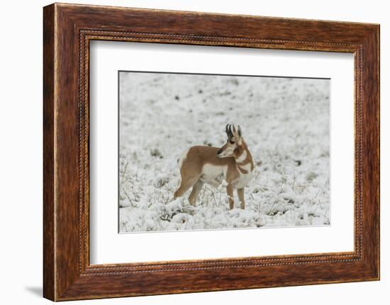 South Dakota, Custer SP. Pronghorn Antelope in Snow-Covered Field-Cathy & Gordon Illg-Framed Photographic Print