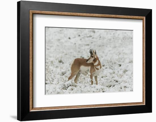 South Dakota, Custer SP. Pronghorn Antelope in Snow-Covered Field-Cathy & Gordon Illg-Framed Photographic Print