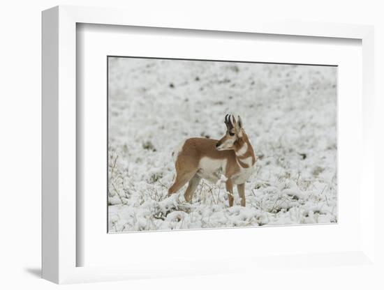 South Dakota, Custer SP. Pronghorn Antelope in Snow-Covered Field-Cathy & Gordon Illg-Framed Photographic Print