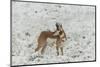 South Dakota, Custer SP. Pronghorn Antelope in Snow-Covered Field-Cathy & Gordon Illg-Mounted Photographic Print