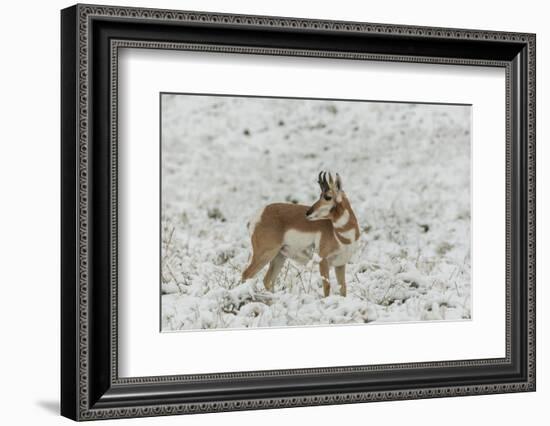 South Dakota, Custer SP. Pronghorn Antelope in Snow-Covered Field-Cathy & Gordon Illg-Framed Photographic Print