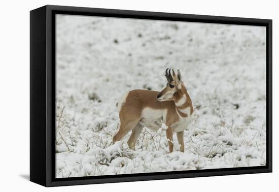 South Dakota, Custer SP. Pronghorn Antelope in Snow-Covered Field-Cathy & Gordon Illg-Framed Premier Image Canvas