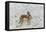 South Dakota, Custer SP. Pronghorn Antelope in Snow-Covered Field-Cathy & Gordon Illg-Framed Premier Image Canvas