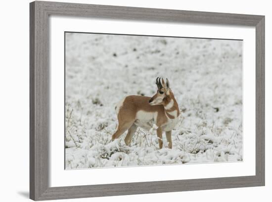 South Dakota, Custer SP. Pronghorn Antelope in Snow-Covered Field-Cathy & Gordon Illg-Framed Photographic Print