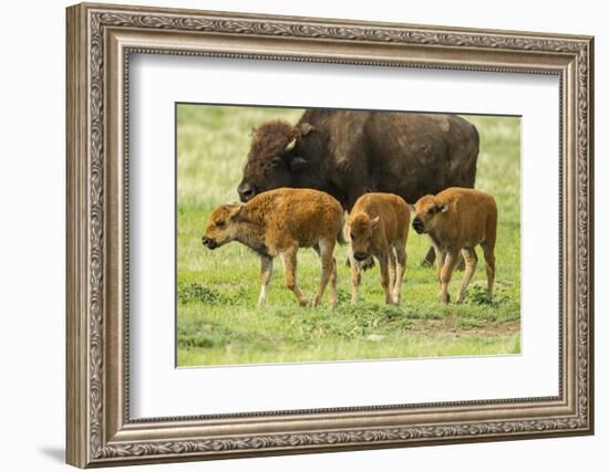 South Dakota, Custer State Park. Bison Calves and Adult-Jaynes Gallery-Framed Photographic Print