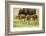 South Dakota, Custer State Park. Bison Calves and Adult-Jaynes Gallery-Framed Photographic Print