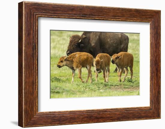 South Dakota, Custer State Park. Bison Calves and Adult-Jaynes Gallery-Framed Photographic Print