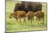 South Dakota, Custer State Park. Bison Calves and Adult-Jaynes Gallery-Mounted Photographic Print
