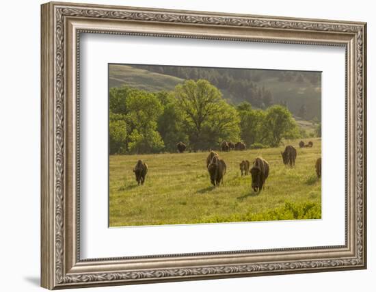 South Dakota, Custer State Park. Bison Herd in Field-Jaynes Gallery-Framed Photographic Print