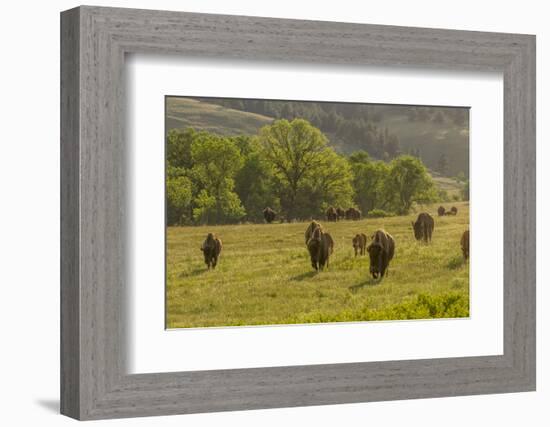 South Dakota, Custer State Park. Bison Herd in Field-Jaynes Gallery-Framed Photographic Print