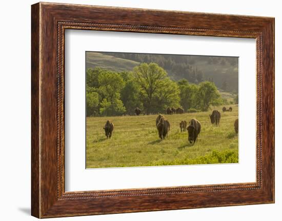 South Dakota, Custer State Park. Bison Herd in Field-Jaynes Gallery-Framed Photographic Print