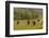 South Dakota, Custer State Park. Bison Herd in Field-Jaynes Gallery-Framed Photographic Print