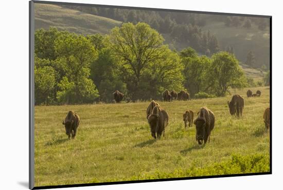 South Dakota, Custer State Park. Bison Herd in Field-Jaynes Gallery-Mounted Photographic Print