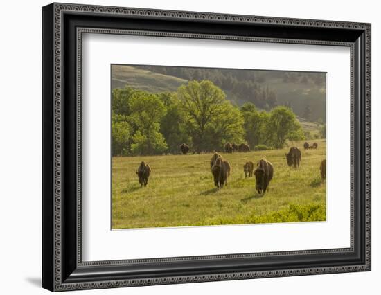 South Dakota, Custer State Park. Bison Herd in Field-Jaynes Gallery-Framed Photographic Print