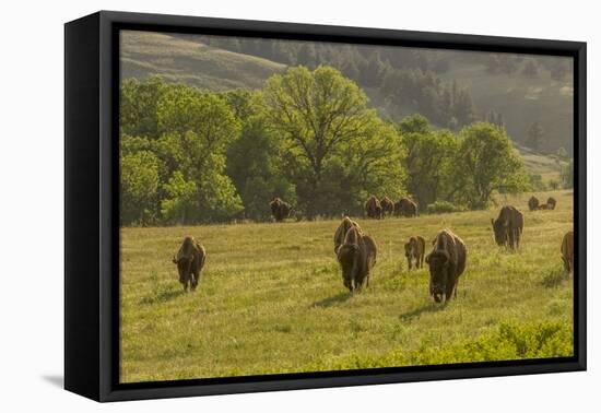 South Dakota, Custer State Park. Bison Herd in Field-Jaynes Gallery-Framed Premier Image Canvas