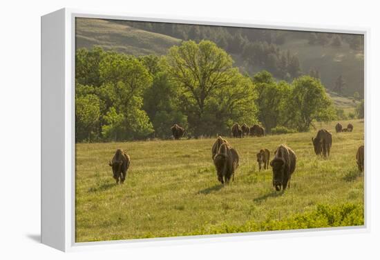 South Dakota, Custer State Park. Bison Herd in Field-Jaynes Gallery-Framed Premier Image Canvas