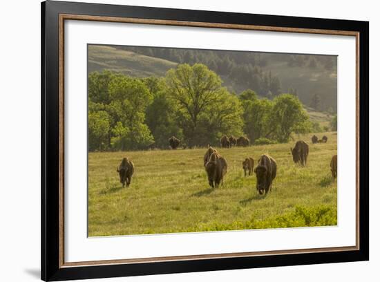 South Dakota, Custer State Park. Bison Herd in Field-Jaynes Gallery-Framed Photographic Print