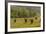 South Dakota, Custer State Park. Bison Herd in Field-Jaynes Gallery-Framed Photographic Print