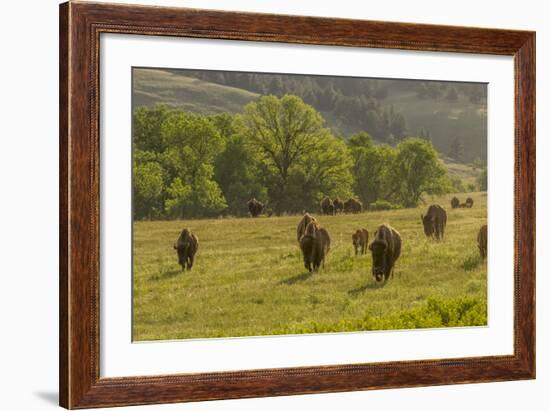 South Dakota, Custer State Park. Bison Herd in Field-Jaynes Gallery-Framed Photographic Print