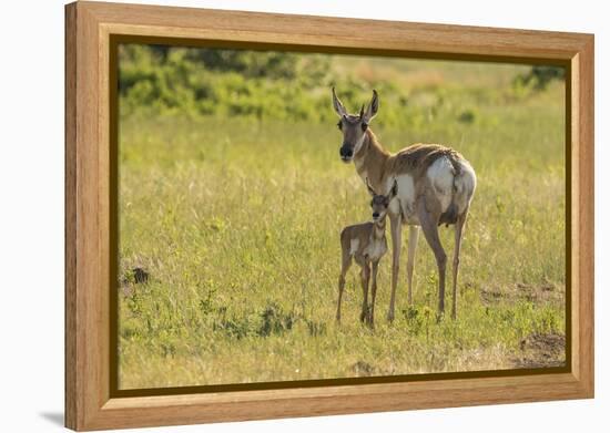 South Dakota, Custer State Park. Pronghorn Doe and Fawn-Jaynes Gallery-Framed Premier Image Canvas