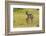 South Dakota, Custer State Park. Pronghorn Doe and Fawn-Jaynes Gallery-Framed Photographic Print