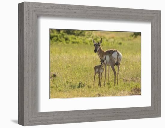 South Dakota, Custer State Park. Pronghorn Doe and Fawn-Jaynes Gallery-Framed Photographic Print