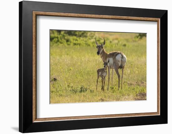 South Dakota, Custer State Park. Pronghorn Doe and Fawn-Jaynes Gallery-Framed Photographic Print