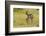 South Dakota, Custer State Park. Pronghorn Doe and Fawn-Jaynes Gallery-Framed Photographic Print