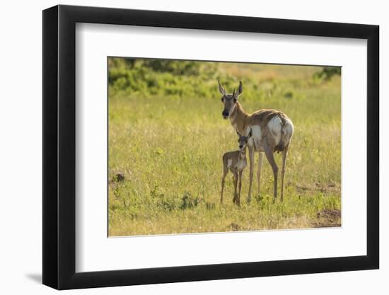 South Dakota, Custer State Park. Pronghorn Doe and Fawn-Jaynes Gallery-Framed Photographic Print