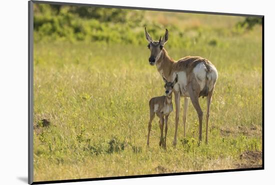 South Dakota, Custer State Park. Pronghorn Doe and Fawn-Jaynes Gallery-Mounted Photographic Print