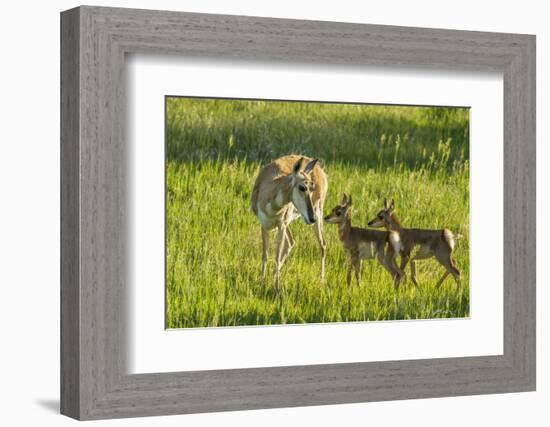 South Dakota, Custer State Park. Pronghorn Doe and Fawns-Jaynes Gallery-Framed Photographic Print