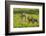 South Dakota, Custer State Park. Pronghorn Doe and Fawns-Jaynes Gallery-Framed Photographic Print