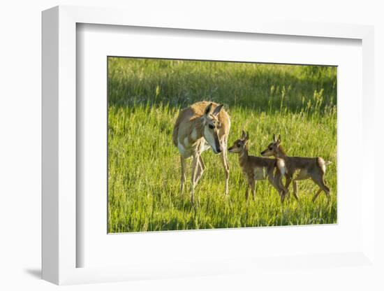 South Dakota, Custer State Park. Pronghorn Doe and Fawns-Jaynes Gallery-Framed Photographic Print