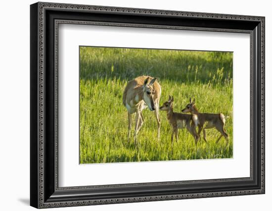 South Dakota, Custer State Park. Pronghorn Doe and Fawns-Jaynes Gallery-Framed Photographic Print