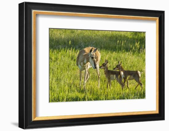 South Dakota, Custer State Park. Pronghorn Doe and Fawns-Jaynes Gallery-Framed Photographic Print