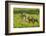 South Dakota, Custer State Park. Pronghorn Doe and Fawns-Jaynes Gallery-Framed Photographic Print