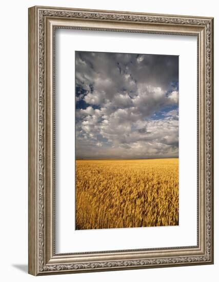 South Dakota, Summer Morning Wheat Fields on the South Dakota Prairie-Judith Zimmerman-Framed Photographic Print