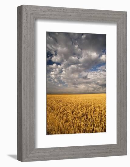 South Dakota, Summer Morning Wheat Fields on the South Dakota Prairie-Judith Zimmerman-Framed Photographic Print