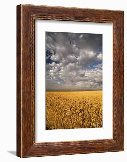 South Dakota, Summer Morning Wheat Fields on the South Dakota Prairie-Judith Zimmerman-Framed Photographic Print