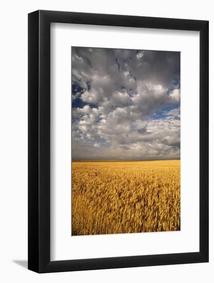 South Dakota, Summer Morning Wheat Fields on the South Dakota Prairie-Judith Zimmerman-Framed Photographic Print