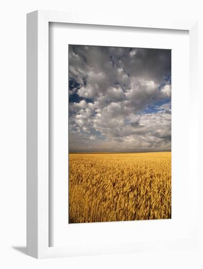 South Dakota, Summer Morning Wheat Fields on the South Dakota Prairie-Judith Zimmerman-Framed Photographic Print