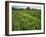 South Downs Way Near East Dean, East Sussex, England, United Kingdom-Kathy Collins-Framed Photographic Print
