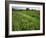 South Downs Way Near East Dean, East Sussex, England, United Kingdom-Kathy Collins-Framed Photographic Print