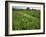 South Downs Way Near East Dean, East Sussex, England, United Kingdom-Kathy Collins-Framed Photographic Print