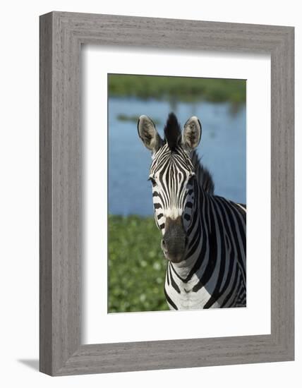 South Durban. Tala Game Reserve. Plains Zebra in Front of Pond-Cindy Miller Hopkins-Framed Photographic Print